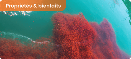 Bien choisir son huile de krill