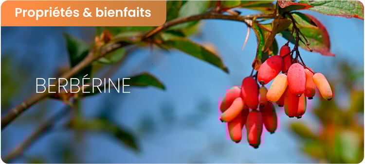 Les bienfaits et effets secondaires de la berbérine