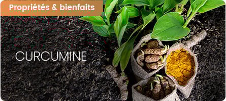 Bienfaits et contre-indications de la curcumine
