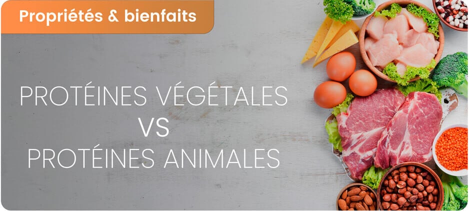 Quelles différences entre protéines animales et végétales?