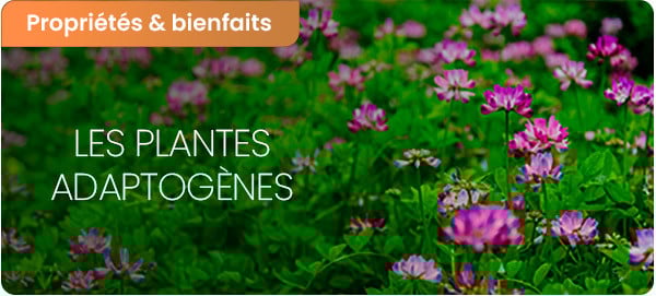 Plantes adaptogènes : bienfaits et spécificités