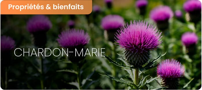 Les bienfaits du Chardon Marie