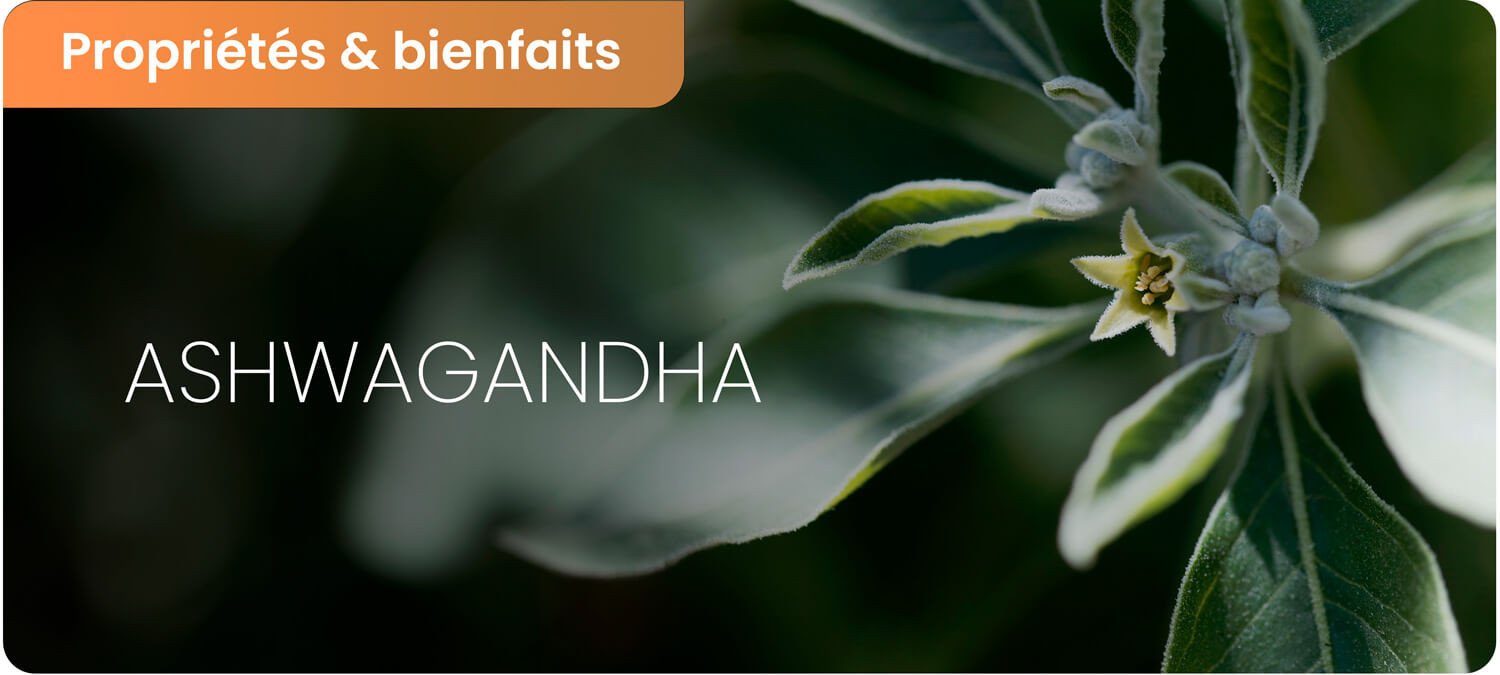 Les bienfaits et dangers de l'ashwagandha