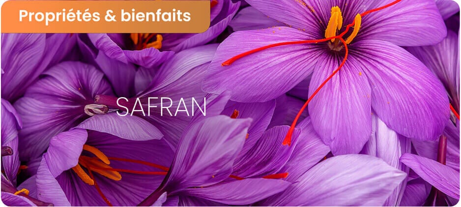 Safran : Bienfaits et dangers