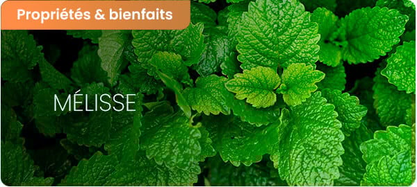 Mélisse : bienfaits et contre-indications