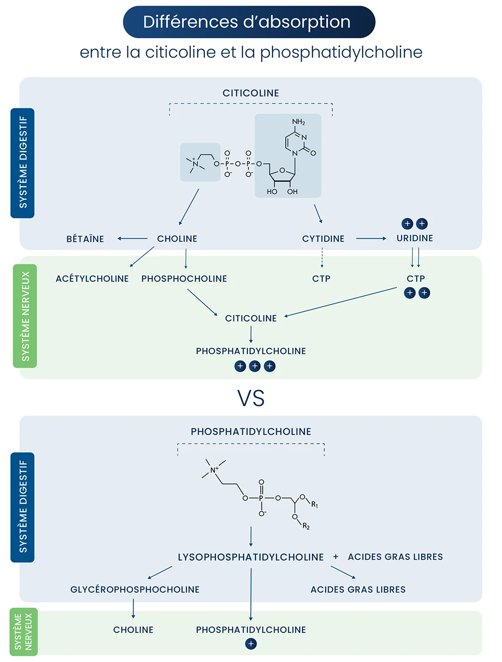 citicoline schéma