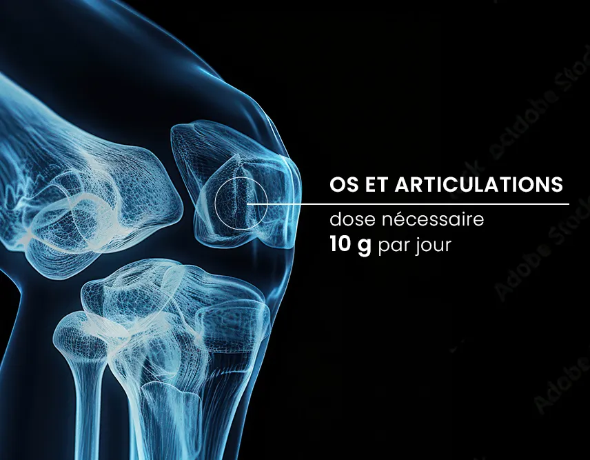 collagène articulation