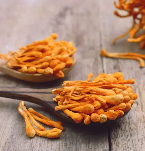 Production cordyceps