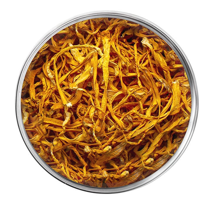 Cordyceps sinensis