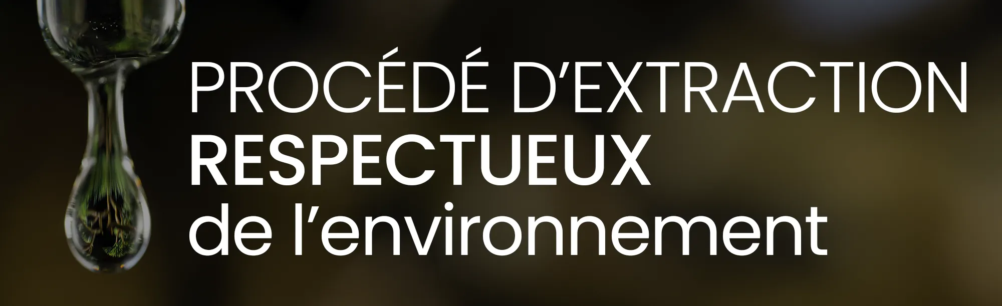 extraction saule blanc