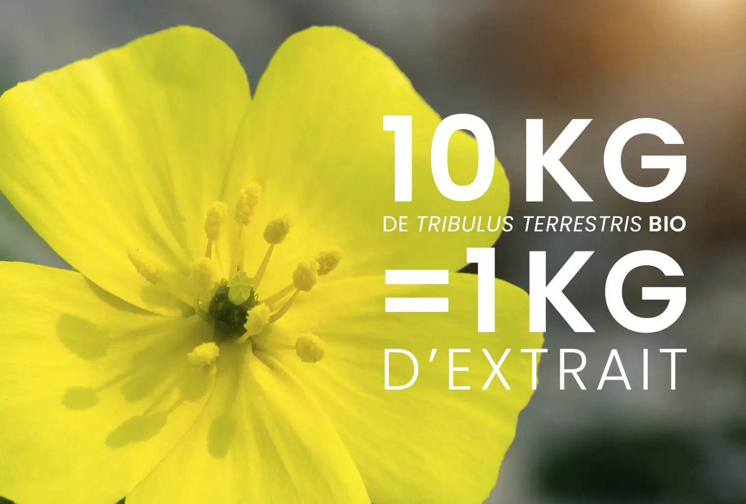 Extrait concentré de tribulus
