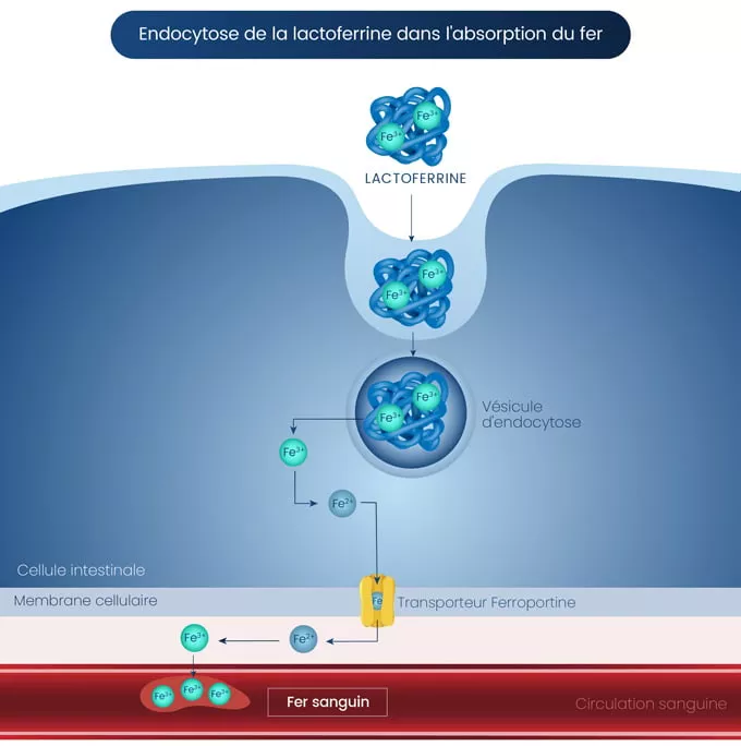 schéma lactoferrine et fer 