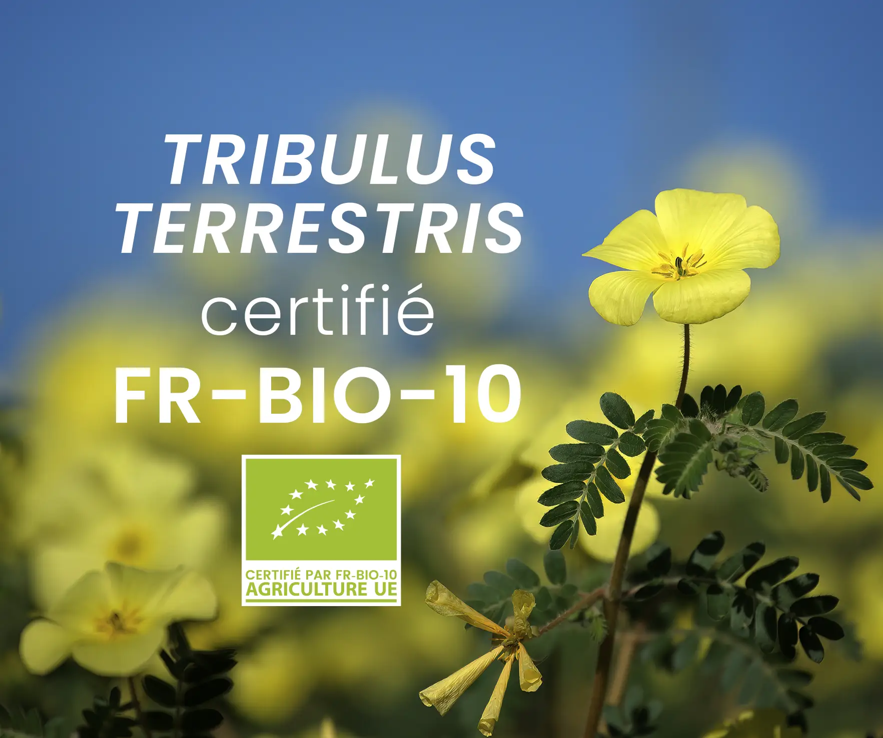 fleur de tribulus terrestris