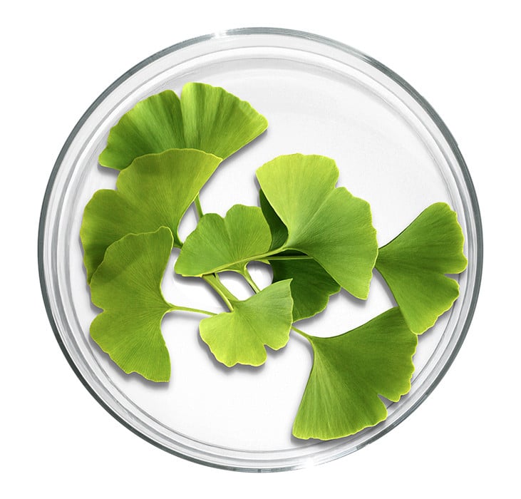 Feuilles de ginkgo biloba