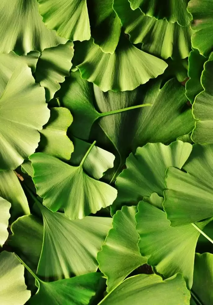 Ginkgo biloba