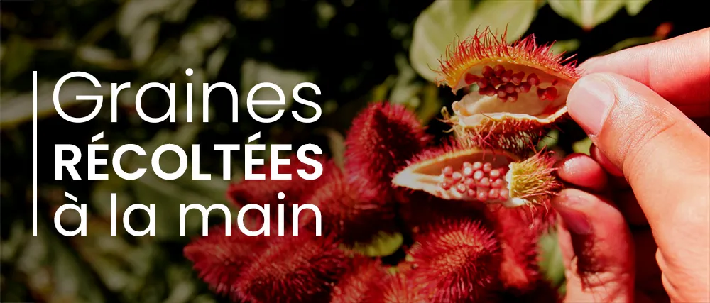 Graines urucum Brésil