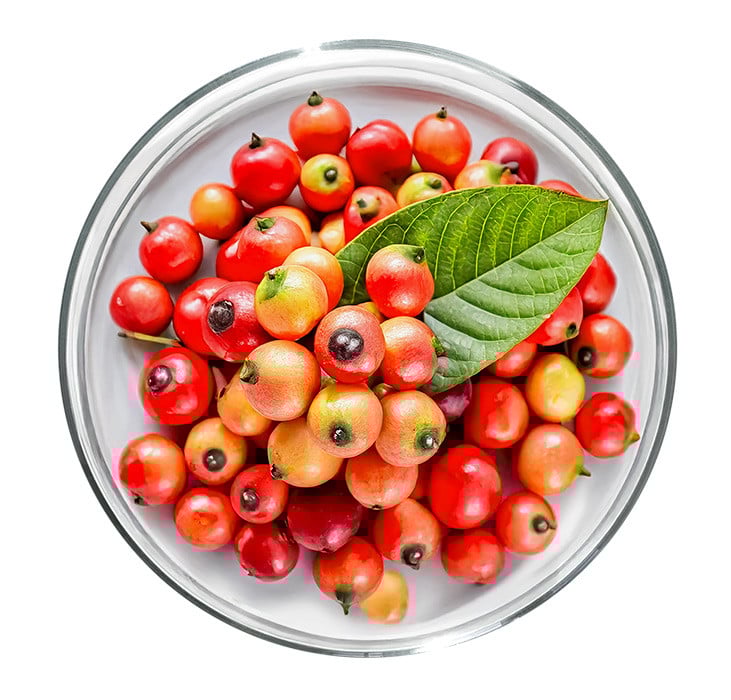 Graines de guarana