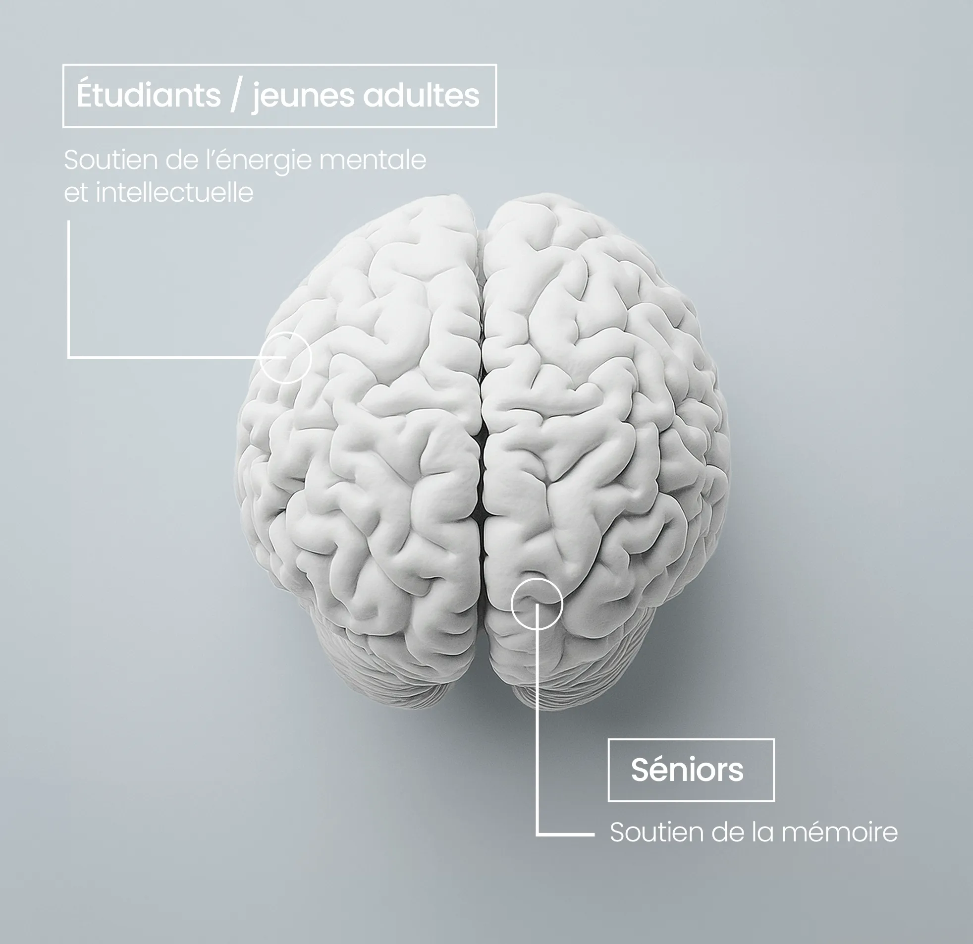 huperzine action mémoire