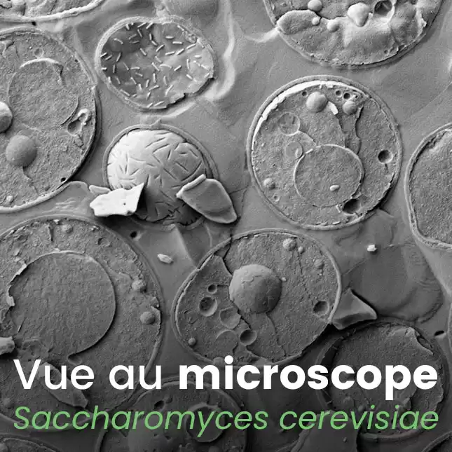 Levure de bière concentrée