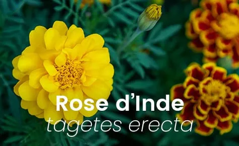 Dégénérescence de la macula