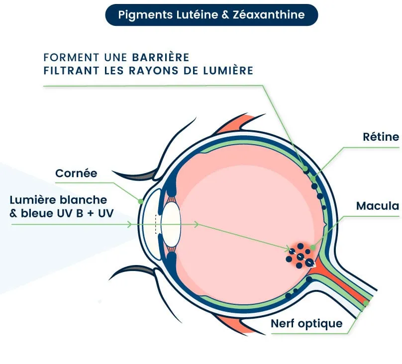 lutéine vision