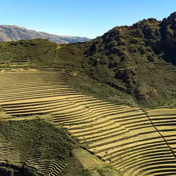 Culture de la maca