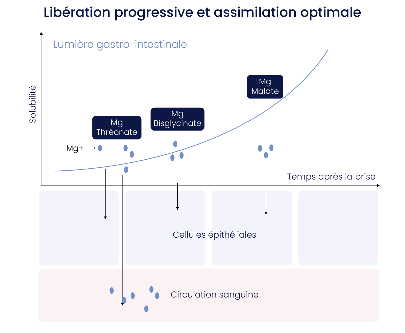 Libération progressive et assimilation