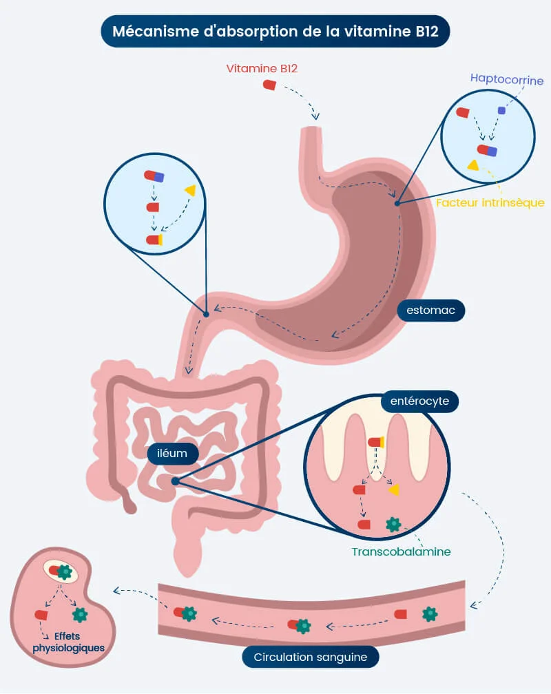 vitamine b12 aliments