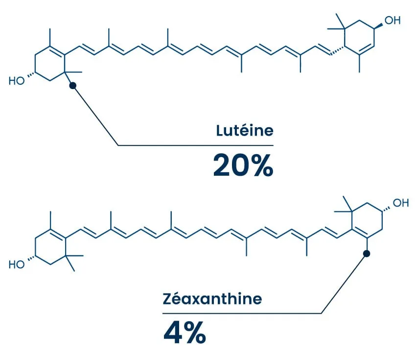 lutéine zéaxanthine yeux