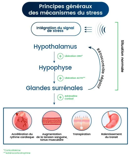 les principes généraux des mécanismes du stress