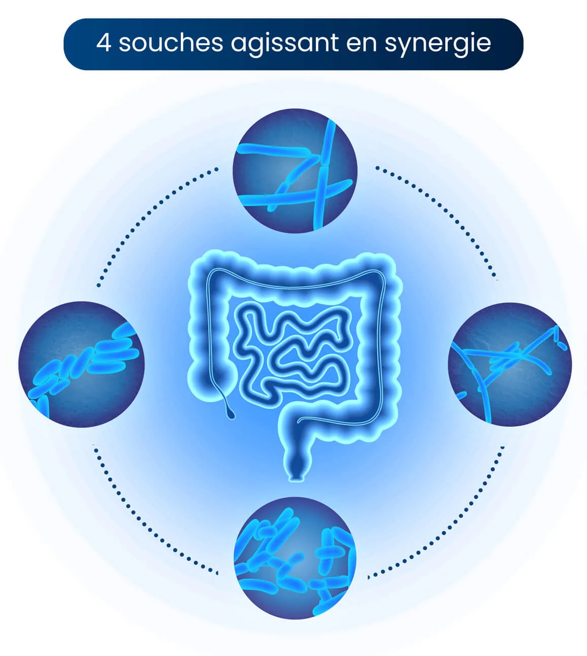 Probiotiques flore intestinale