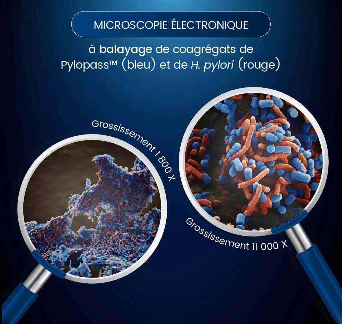 Pylopass postbiotique