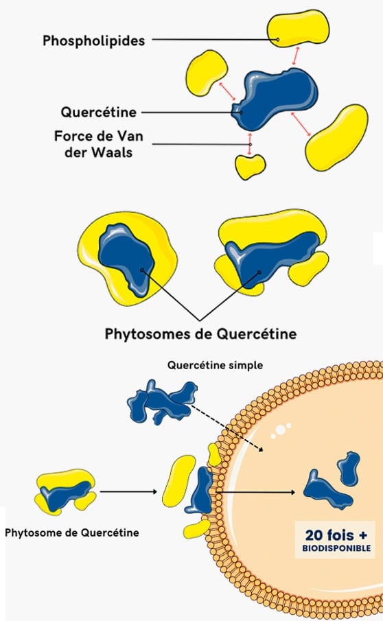 Schéma phytosomes de quercetine
