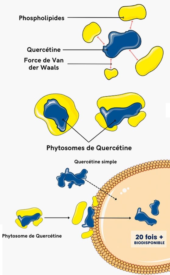 Taille 00 0 1 2 3 4 certifié biologique pullulane Gélules Vides