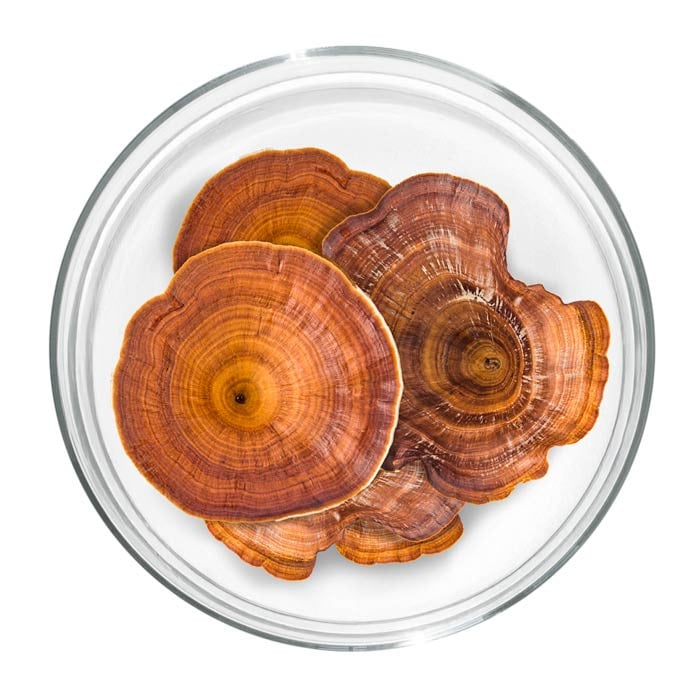 Extrait sec reishi