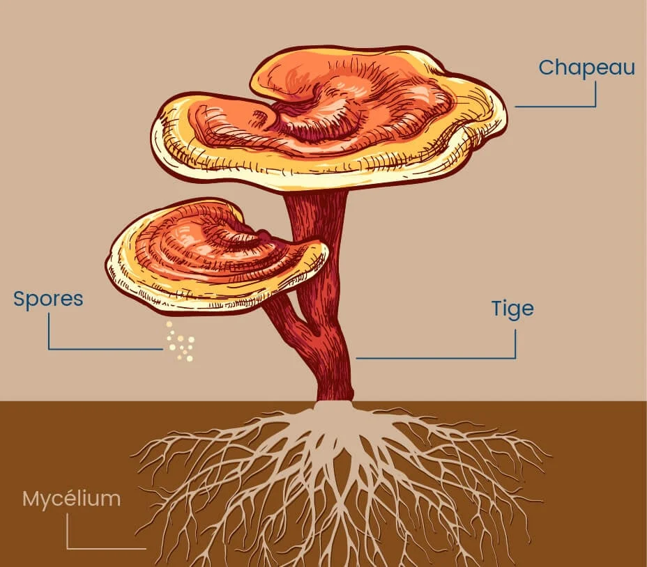 Reishi champignon