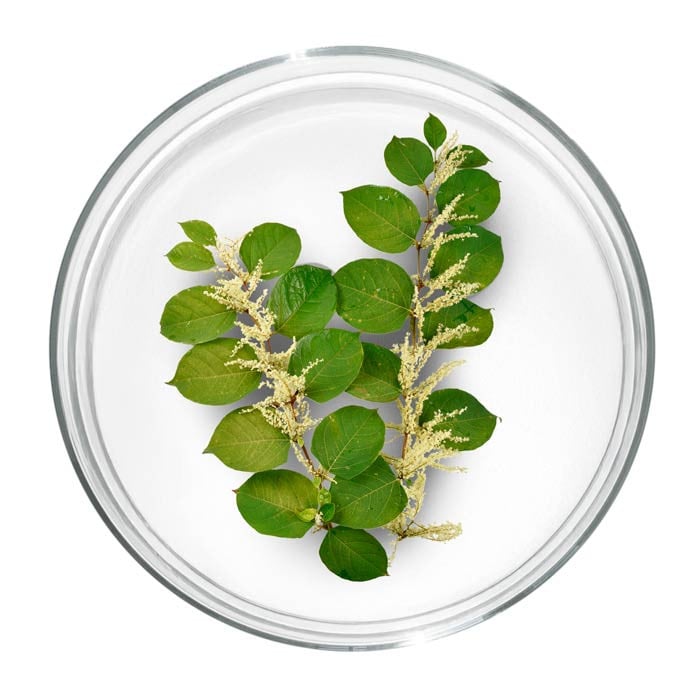 Transresveratrol micronisé