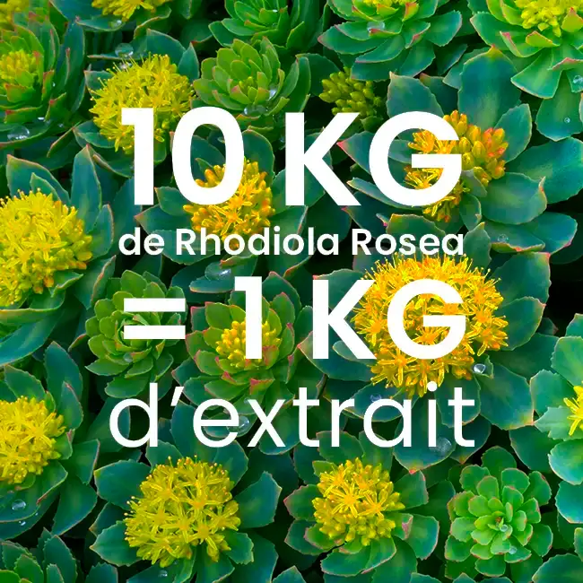 Extrait rhodiola