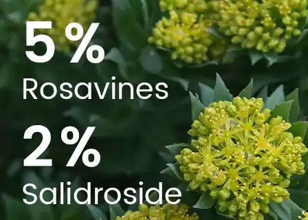 Rhodiola concentrée