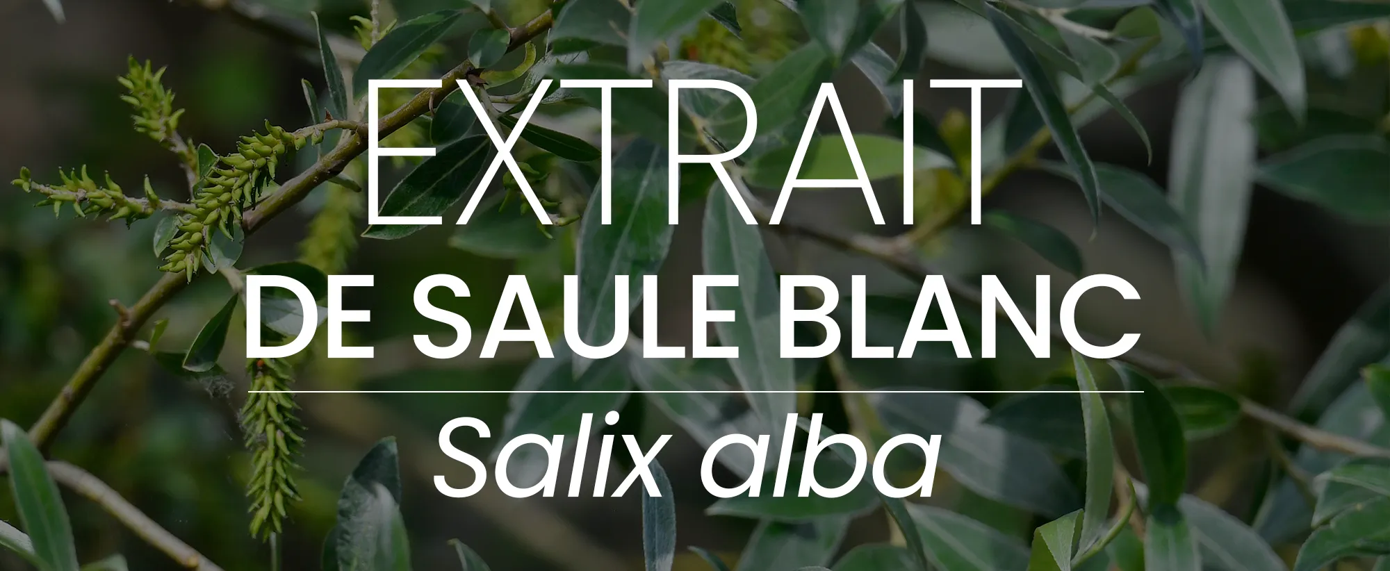 Salix alba