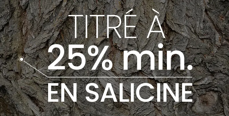 Saule blanc saliciline