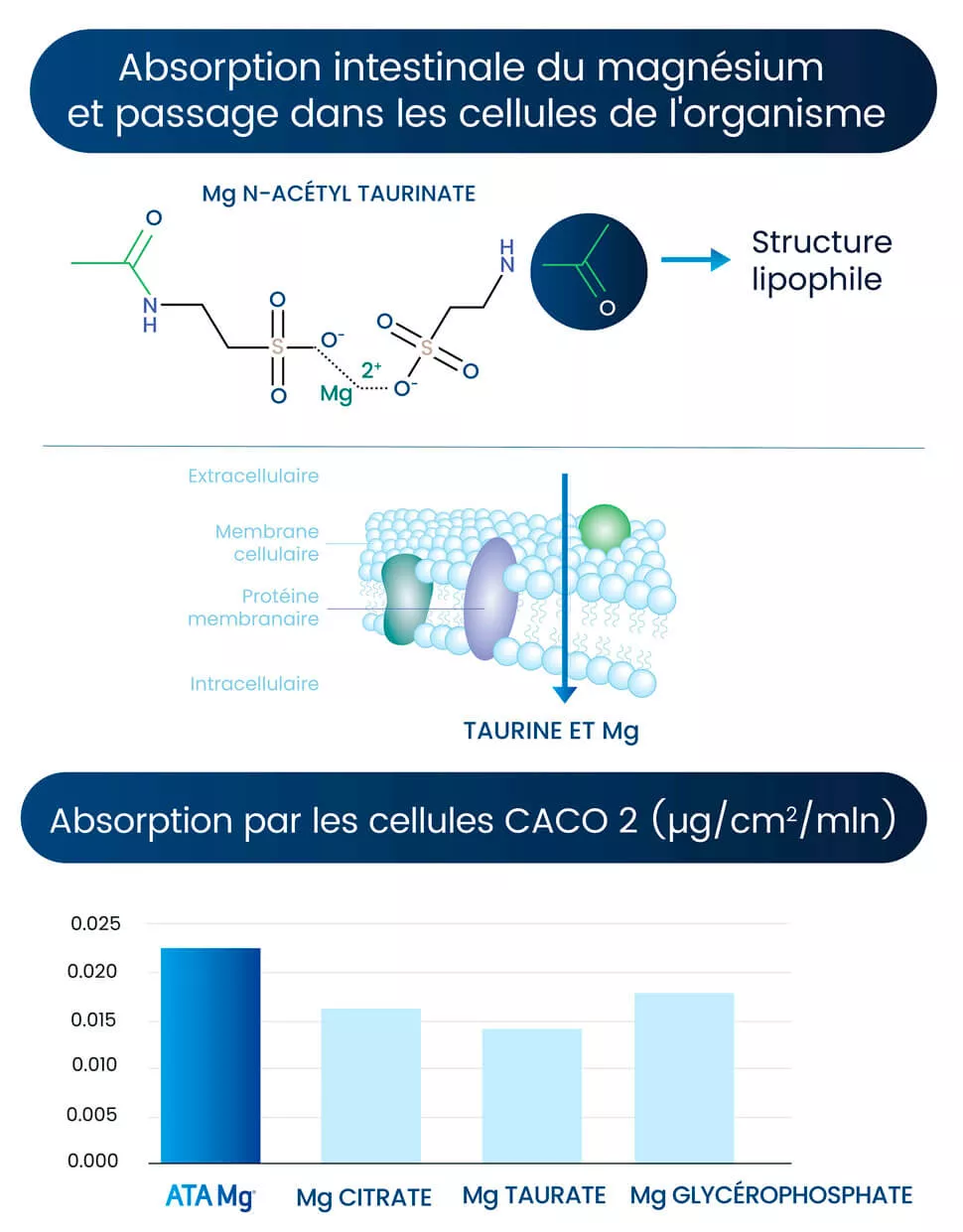 schéma absorption du magnesium