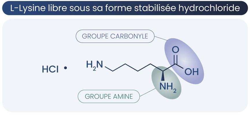 Schéma l-lysine