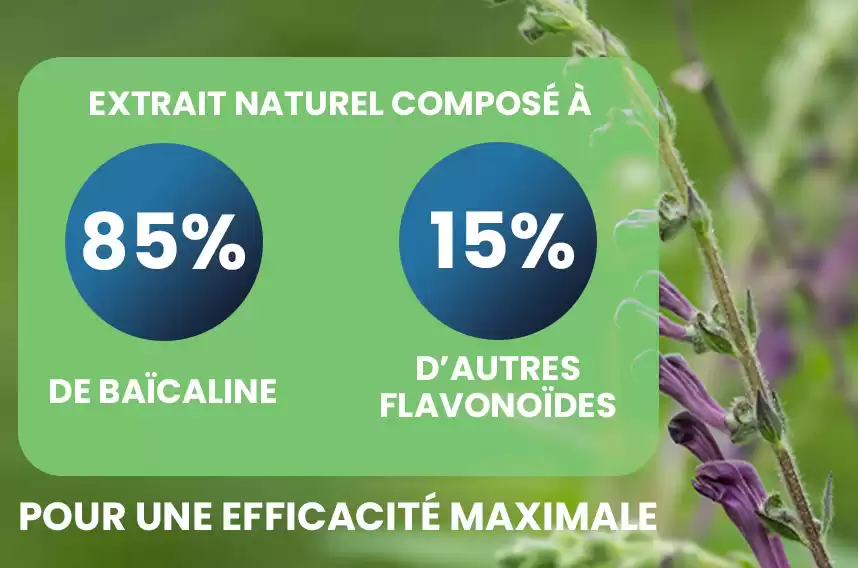 Scutellaria baicalensis concentrée