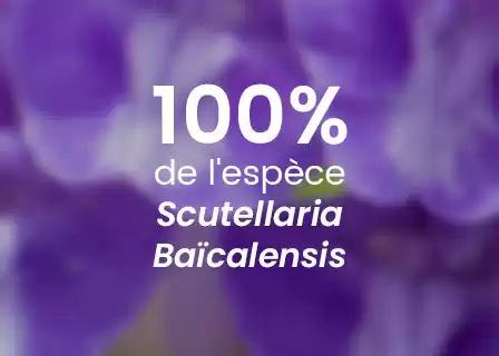 Scutellaire du Baïkal