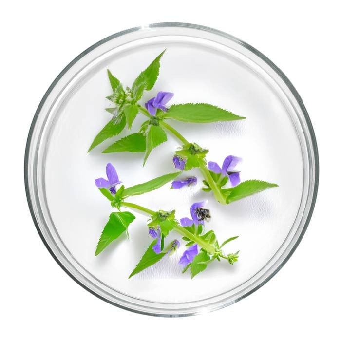 Fleur Scutellaria baicalensis
