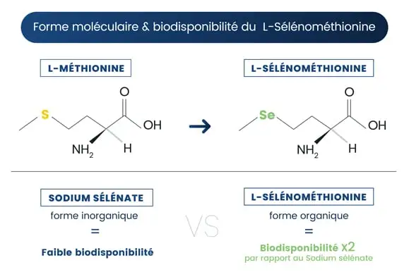 Schéma L-sélénométhionine 