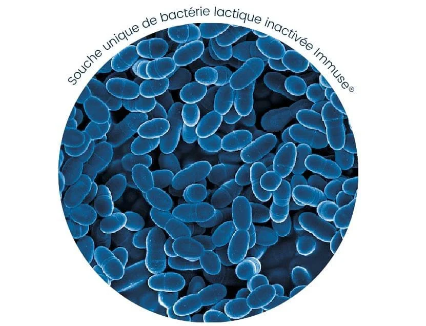 souche bacterie lactique inactivee
