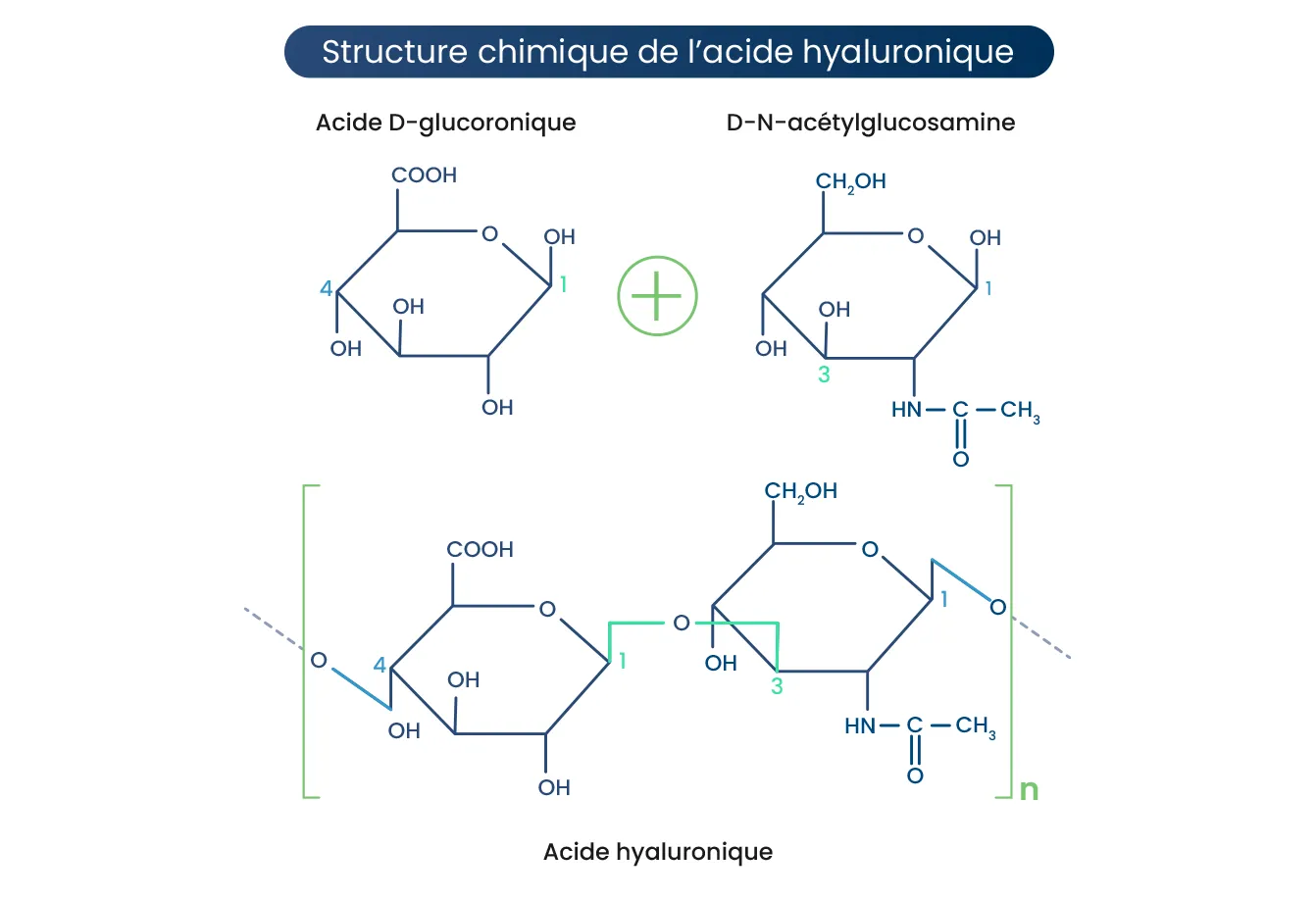 Structure chimique acide hyaluronique