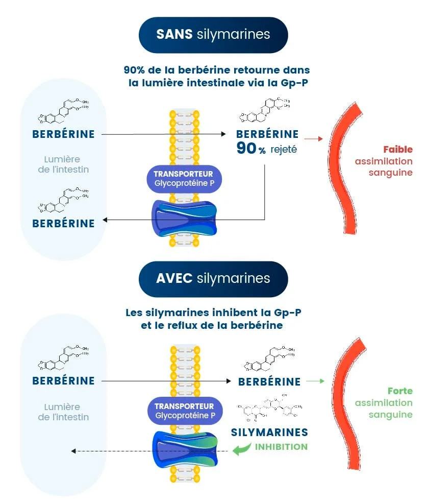 synergie de la berberine et du chardon-marie